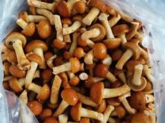 求购菌菇山珍 八百件