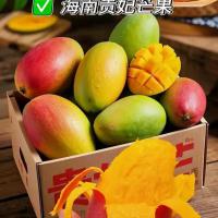 海南芒果整箱