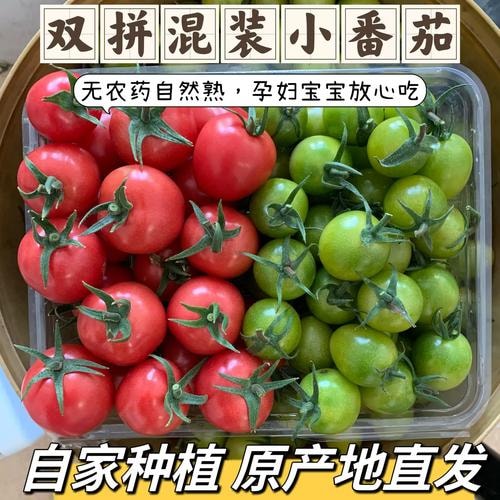 无农药小番茄