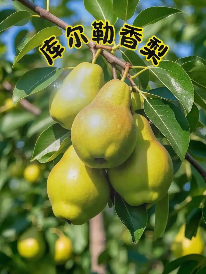新疆库尔勒香梨