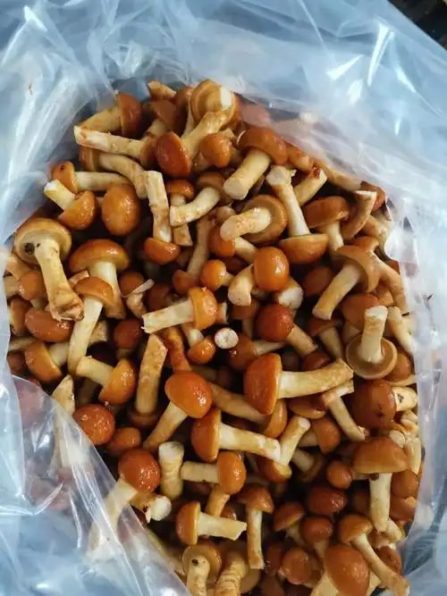 滑子菇