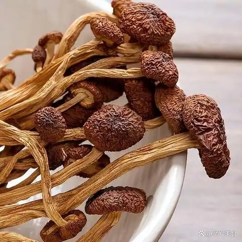茶树菇