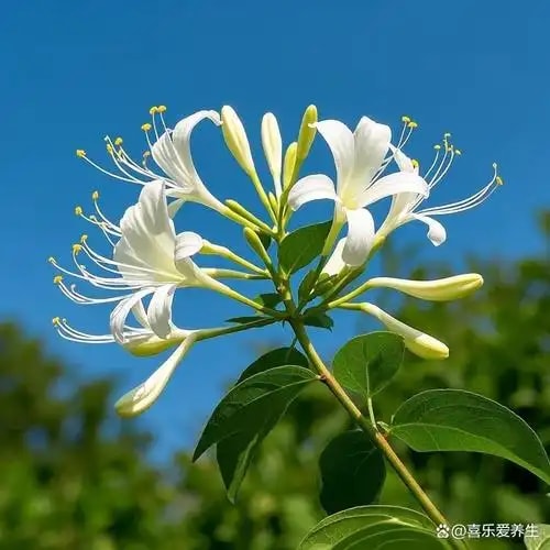 金银花