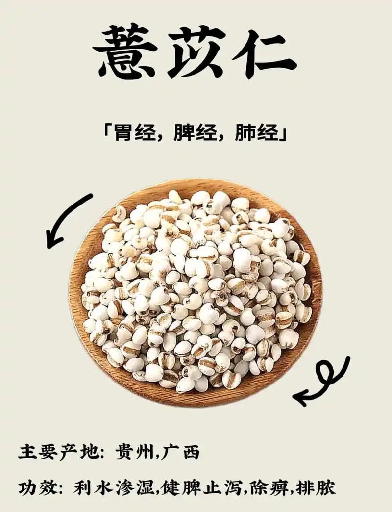 薏苡仁
