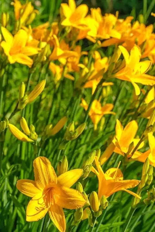 黄花菜